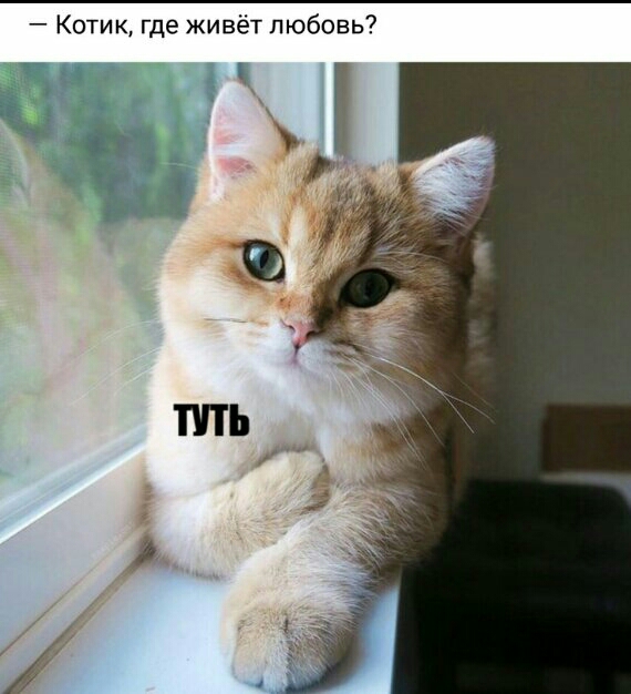 Котик где живёт любовь