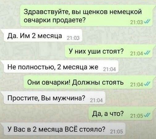 Здравствуйте вы щенков немецкой овчарки продаете 2 03 Да Им 2 месяца У них уши стоят 21 мл Не полностью 2 месяца же Они овчарки Должны стоять додж Простите Вы мужчина 1 да а ЧШ грог У Вас в 2 месяца ВСЁ стояло 25