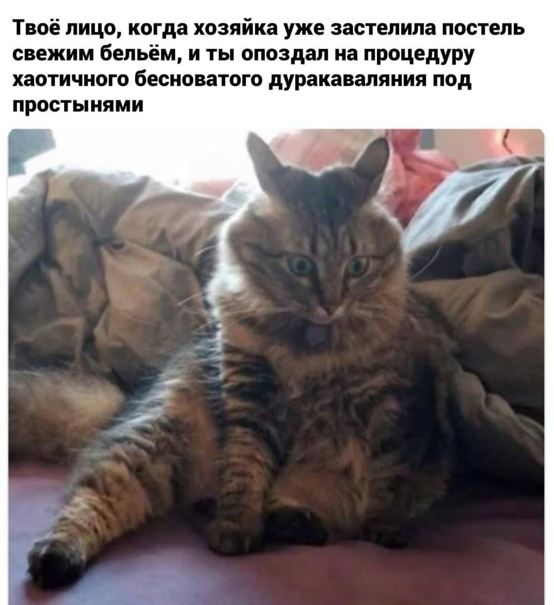 Твоё лицо когда хозяйка уже застелила постель свежим бельём и ты опоздал на процедуру ХЗОТИЧНОГО бесноватого дуракаваляния под ПРОСТЫНЯМИ