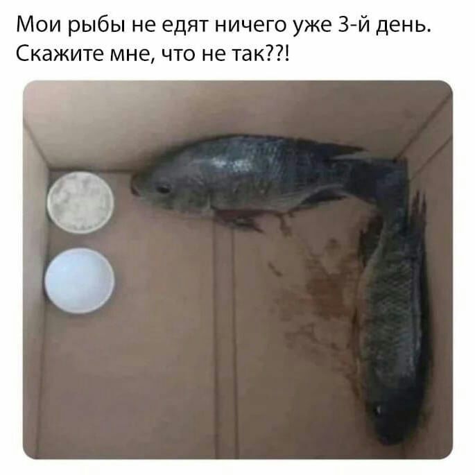 Мои рыбы не едят ничего уже 3 й день Скажите мне что не так