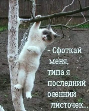 сфоткай меня,  типая  последний осенний  листочек...