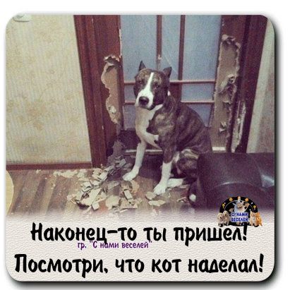 скачешь то ты пришел ми и Посмотри что кот имекал