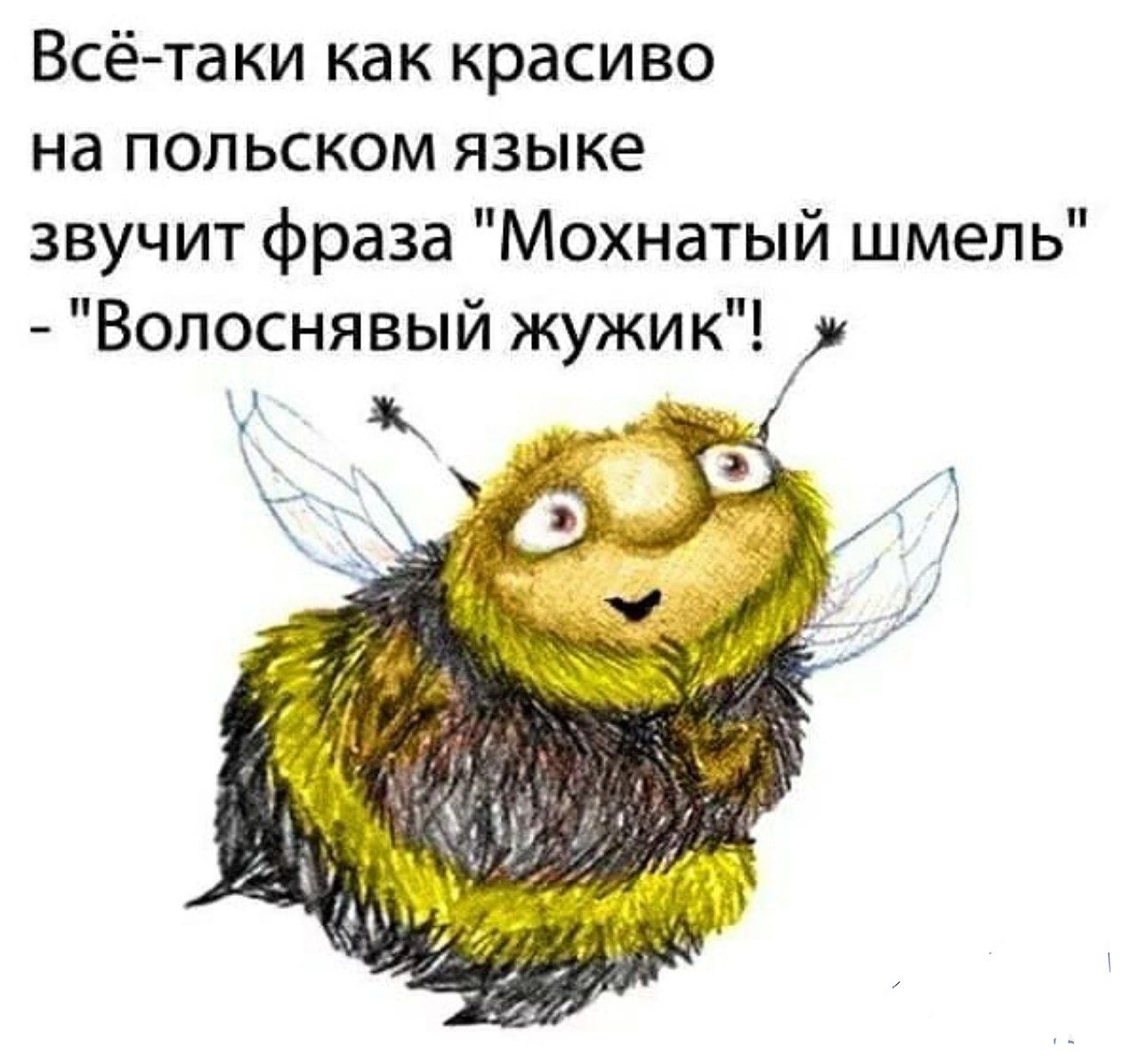 Всё таки как красиво на польском языке звучит фраза Мохнатый шмель Вопоснявый жужик