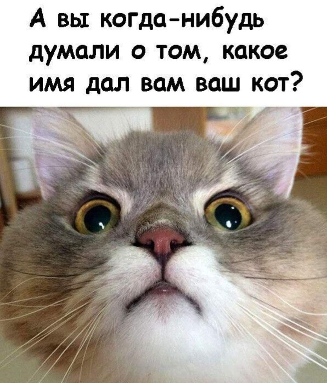 А вы кота нибудь думали о том какое имя дал вам ваш кот