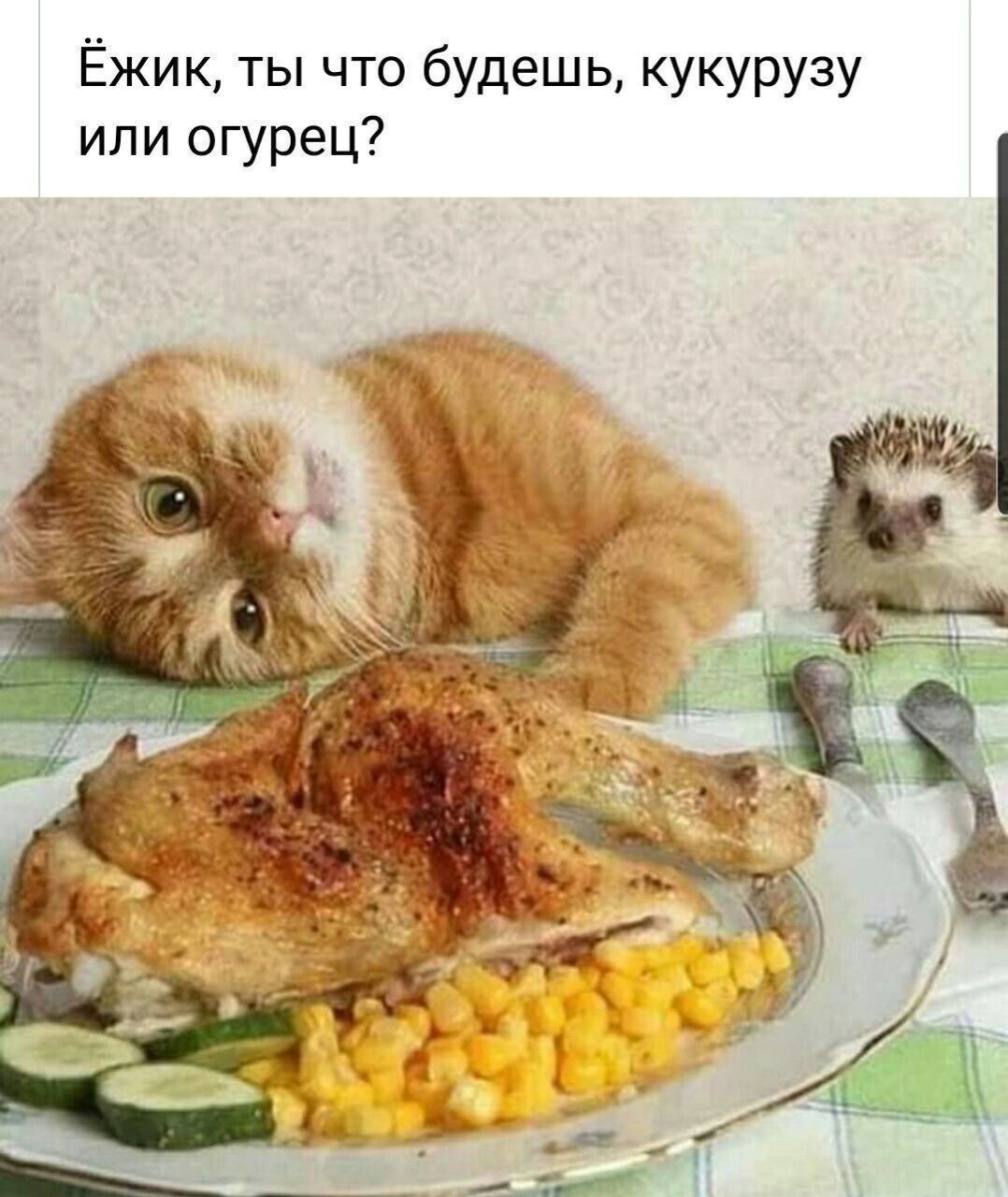 Ёжик ты что будешь кукурузу ипи огурец