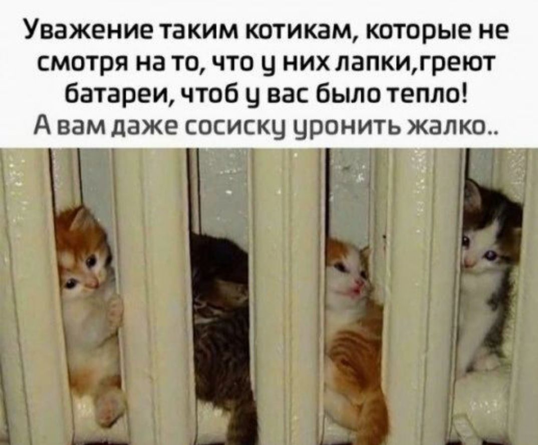 Уважение таким типам которые не смотря на то что у них лапкигреют батареи чтоб вас было тепло А нам даже сосискч чронить жалко 4