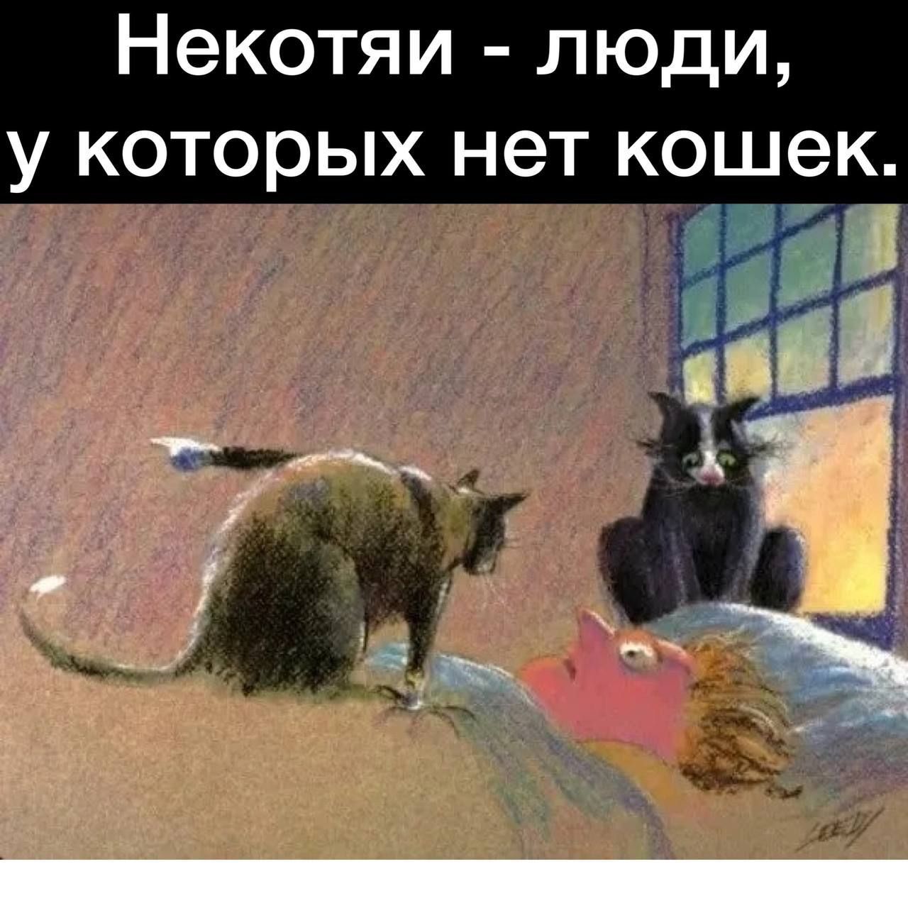 Некотяи люди у которых нет кошек _ 7