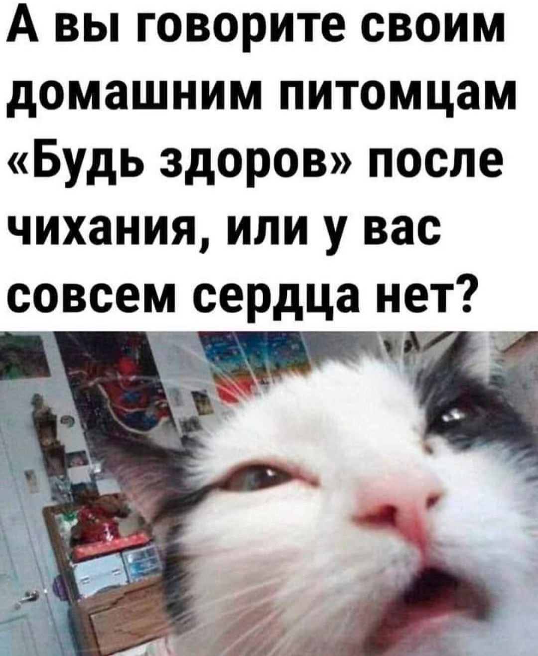 А вы говорите своим домашним питомцам Будь здоров после чихания или у вас совсем сердца нет аг ц