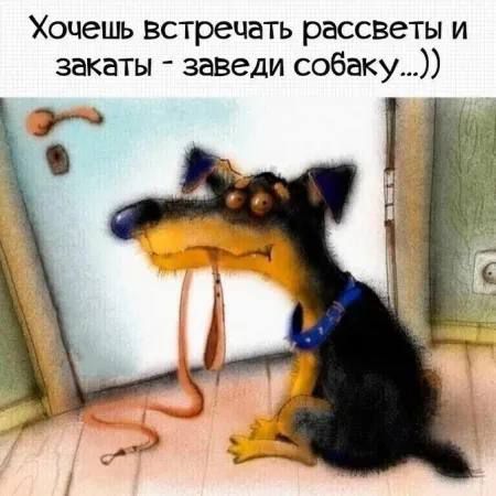 Хочешь встрецать рассветы и закаты заведи собаку