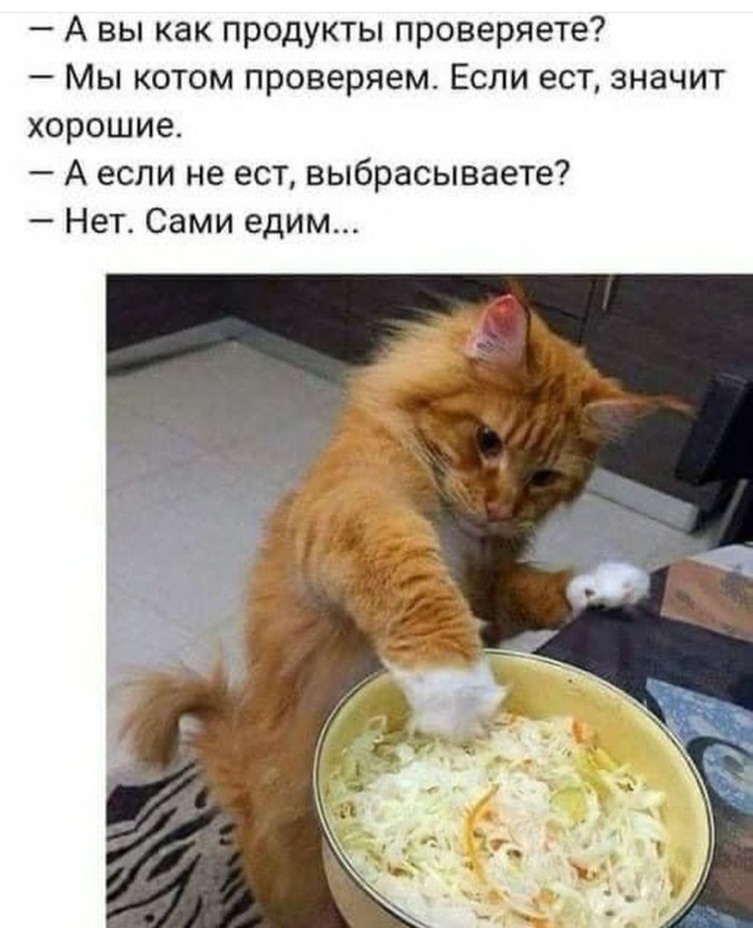 А вы как продукты проверяете Мы котом проверяем Если ест значит хорошие А если не ест выбрасываете Нет Сами едим