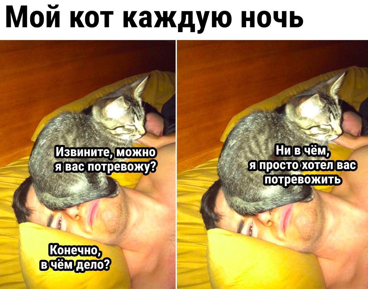 Мой кот каждую ночь Коиечип чём дніп