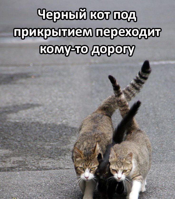 Черный котпод