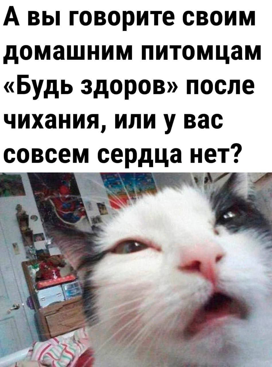 А вы говорите своим домашним питомцам Будь здоров после чихания или у вас совсем сердца нет гц