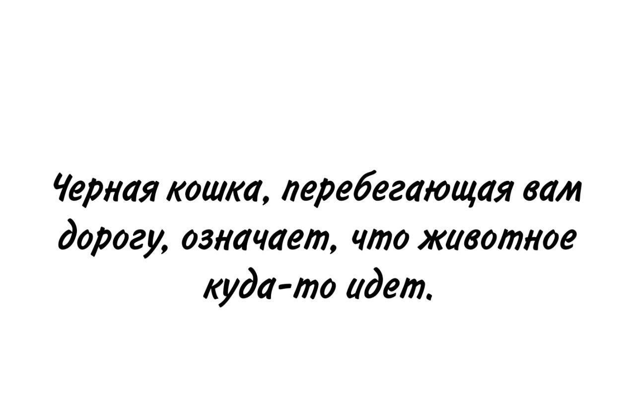 Черная кошка перебегающая вам дорогу означает что животное куда то идет