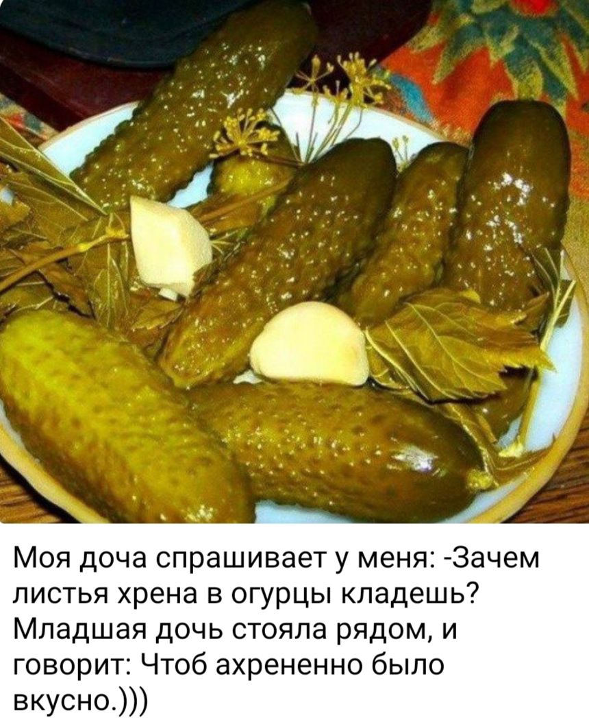 Моя доча спрашивает у меня Зачем листья хрена в огурцы кпадешь Младшая дочь стояла рядом и говорит Чтоб ахрененно было вкусно