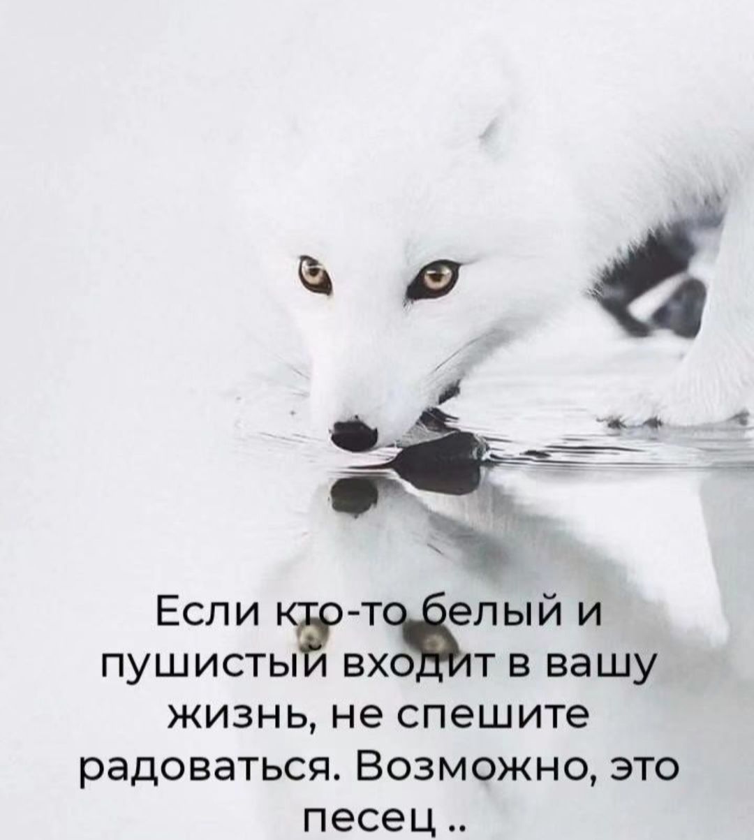 Еспи кат Ёпый и пушисты вхо т в вашу жизнь не спешите радоваться Возможно это песец _