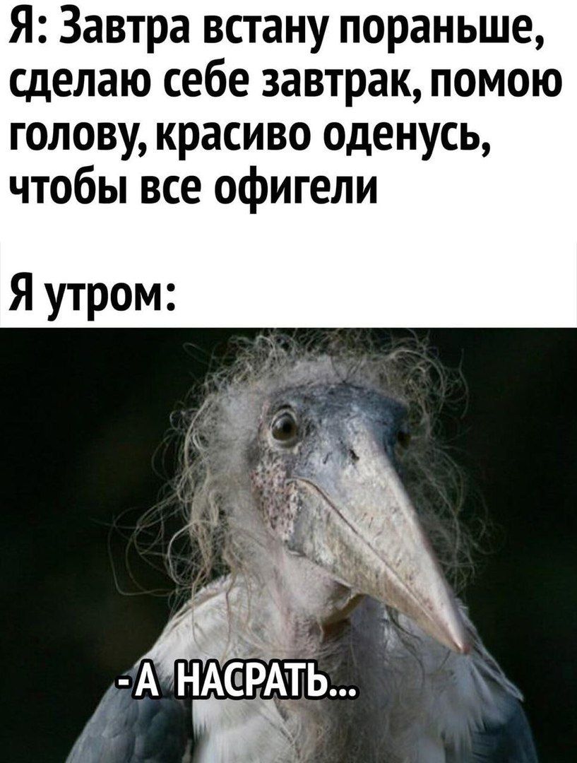 Я Завтра встану пораньше сделаю себе завтрак помою голову красиво оденусь чтобы все офигели