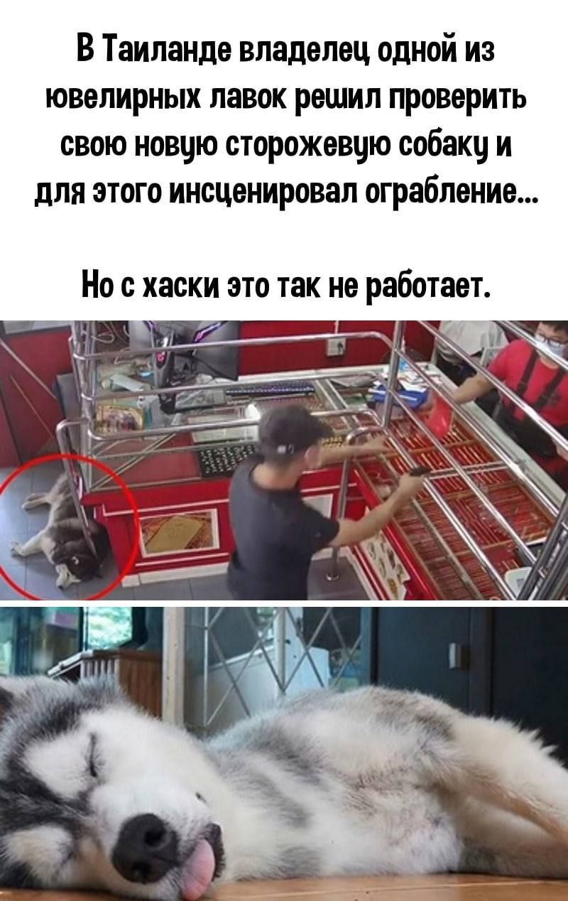В Таиланде владелец одной из ювелирных лавок решил проверить свою новцю сторожевцю собаку и для этого инсценировал ограбление Но с хаски это так не работает