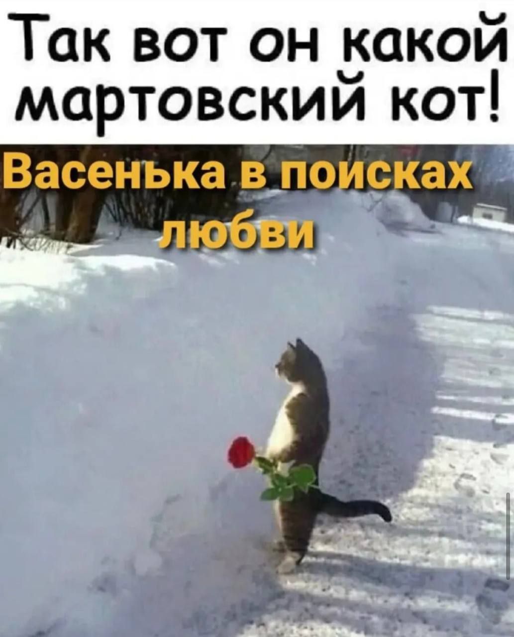 Так вот он дикой мартовскии кот