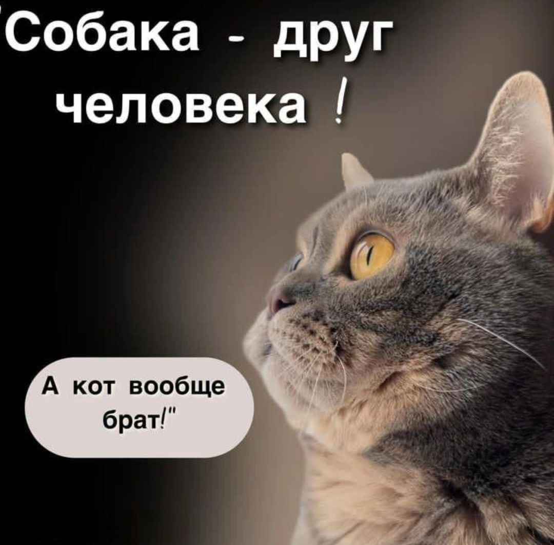 Собака дРУг человека А кот вообще брат