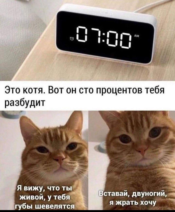 Это котя Вот он сто процентов тебя разбудит ыы