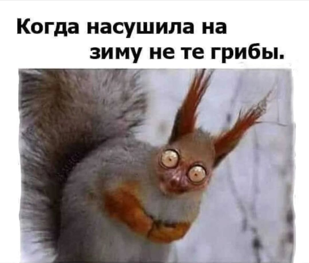 Когда насушила на зиму не те грибы