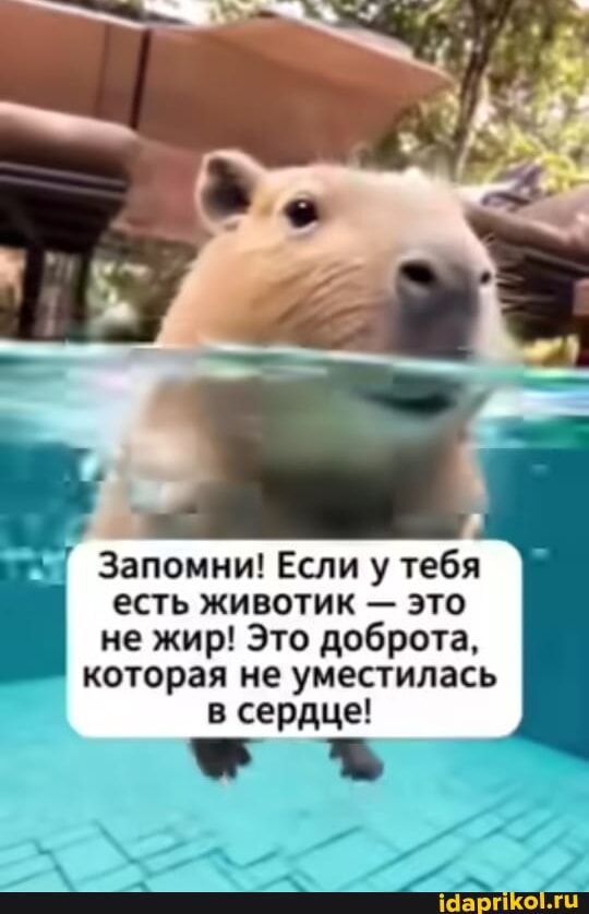 Запомни! Если у тебя есть животик — это не жир! Это доброта, которая не уместилась в сердце!