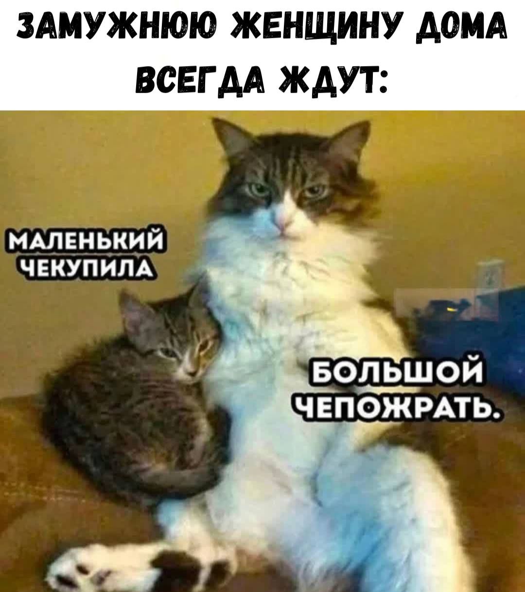 ЗАМУЖНЮ ЖЕНЩИНУ ДОМА ВСЕГДА ЖДУТ: МАЛЕНЬКИЙ ЧЕКУПИЛА БОЛЬШОЙ ЧЕПОЖРАТ.