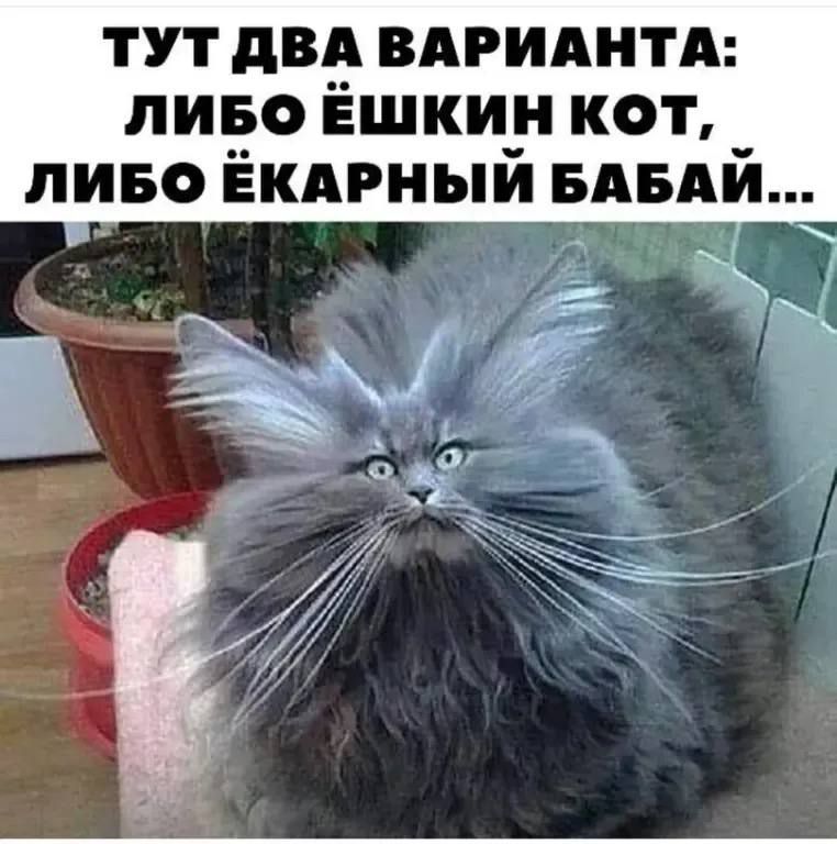 ТУТ ДВА ВАРИАНТА: ЛИБО ЕШКИН КОТ, ЛИБО ЁКАРНЫЙ БАБАЙ...