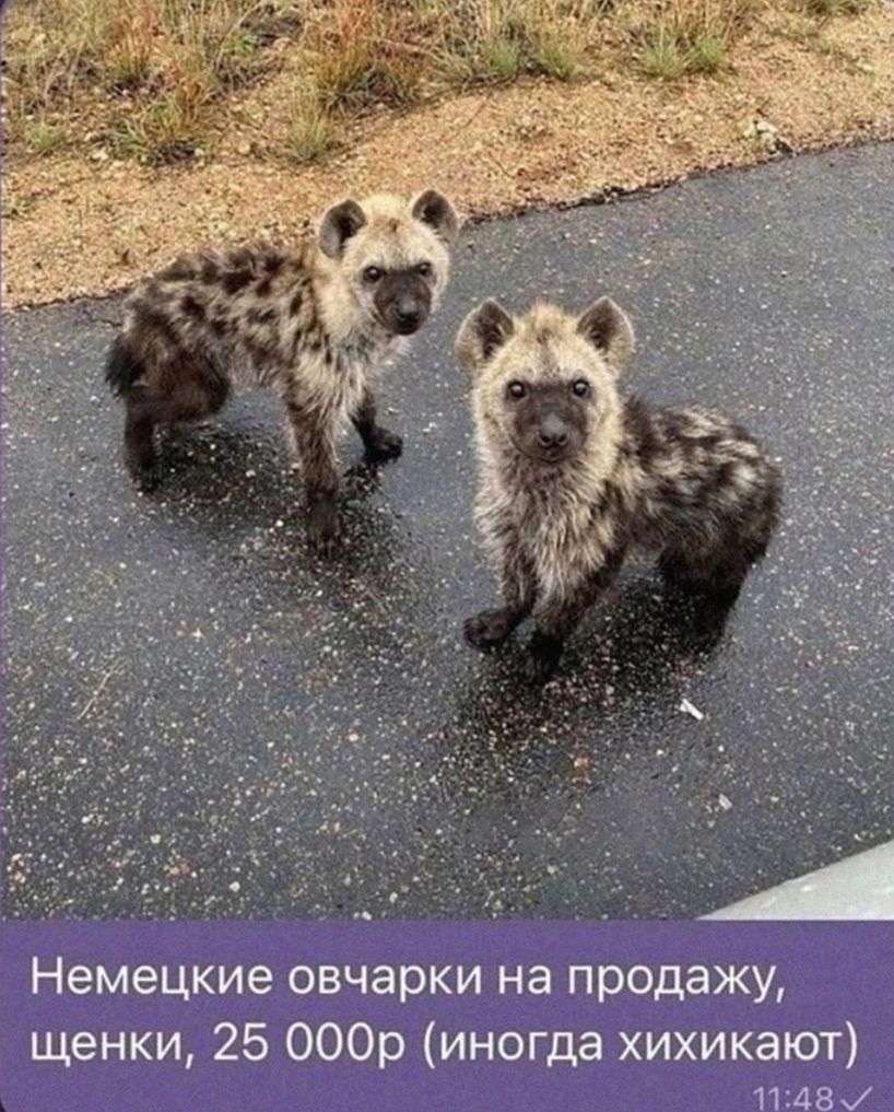 Немецкие овчарки на продажу, щенки, 25 000р (иногда хихикают)