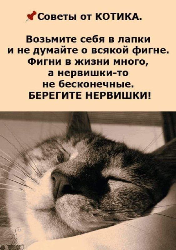 Советы от КОТИКА. Возьмите себя в лапки и не думайте о всякой фигне. Фигня в жизни много, а нервишки-то не бесконечные. БЕРЕГИТЕ НЕРВИШКИ!