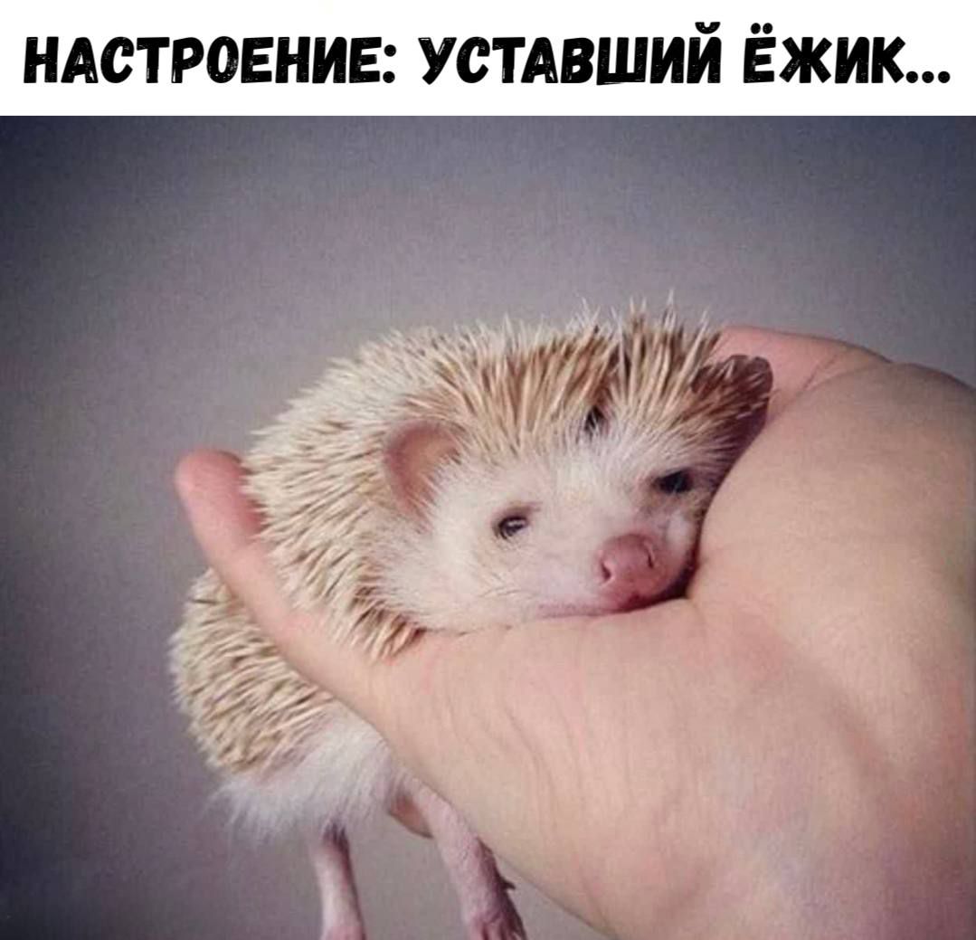 НАСТРОЕНИЕ: УСТАВШИЙ ЁЖИК...