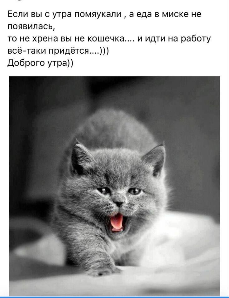 Если вы с утра помяукали , а еда в миске не появилась, то не хрена вы не кошечка.... и идти на работу всё-таки придётся....))) Доброе утро))