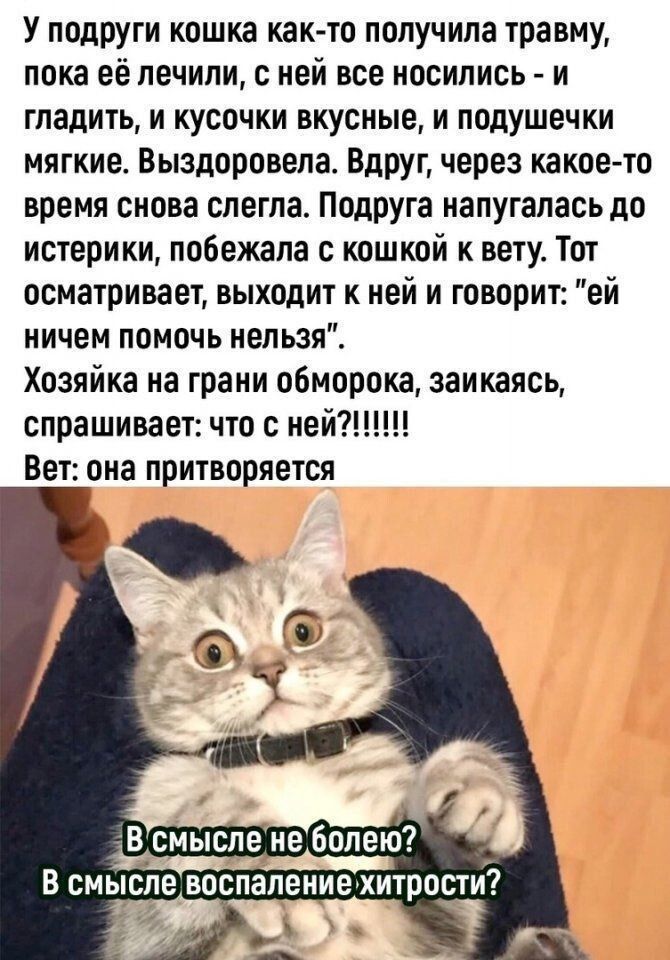 У подруги кошка как-то получила травму, пока её лечили, с ней все носились - и гладили, и кусочки вкусные, и подушечки мягкие. Выздоровела. Вдруг, через какое-то время снова легла. Подруга напряглась до истерики, побежала с кошкой к вету. Тот осматривает, выходит к ней и говорит: 