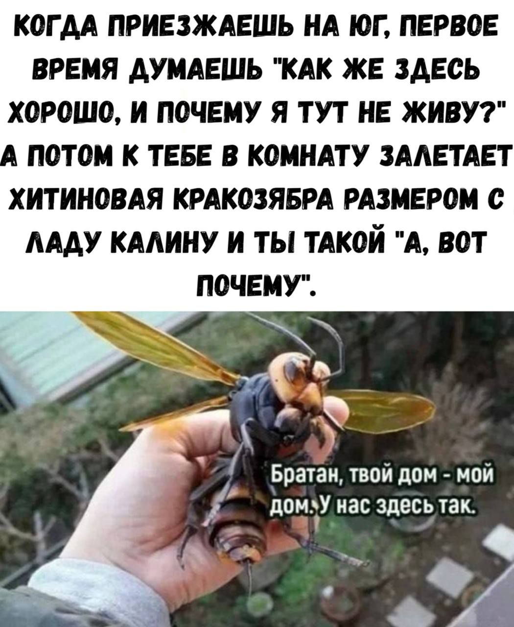 КОГДА ПРИЕЗЖАЕШЬ НА ЮГ, ПЕРВОЕ ВРЕМЯ ДУМАЕШЬ 