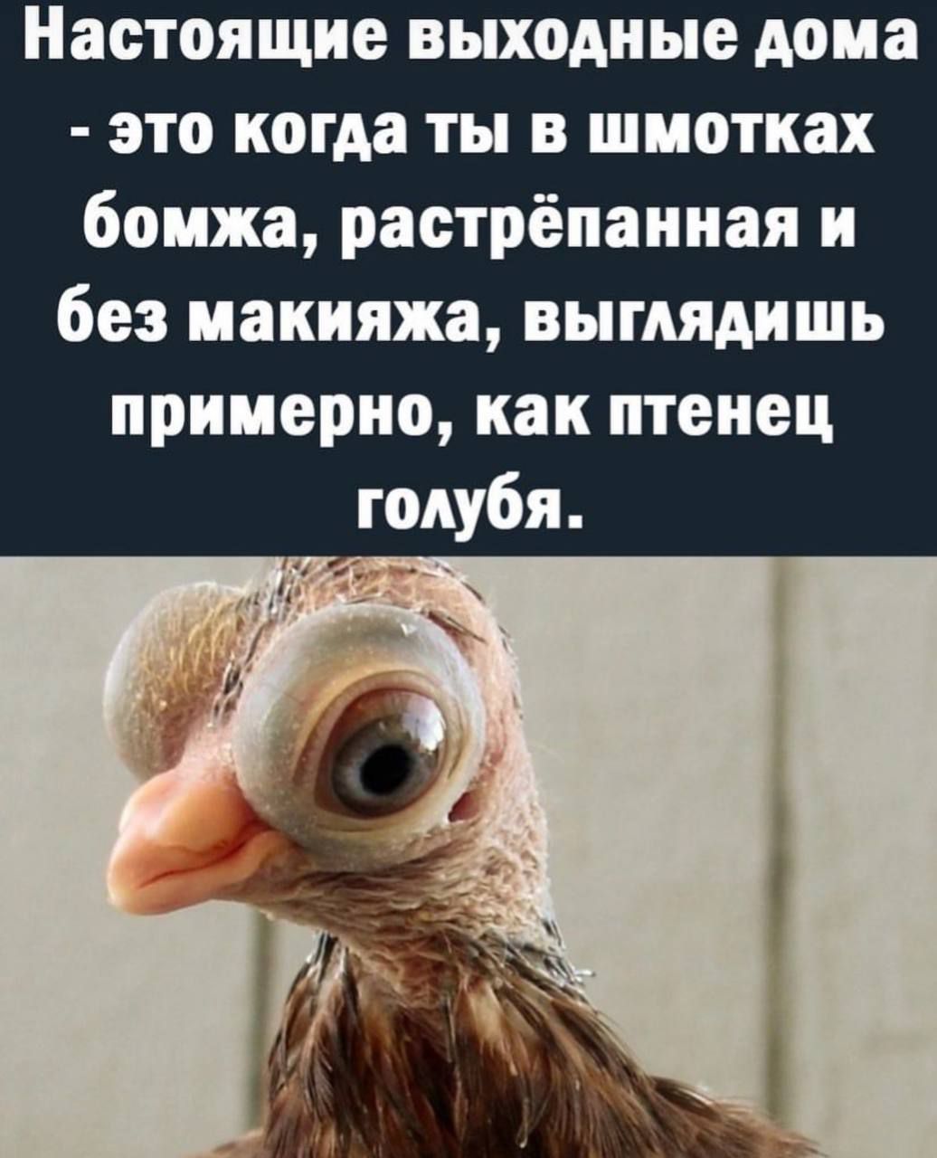 Настоящие выходные дома - это когда ты в шмотках бомжа, растрёпанная и без макияжа, выглядишь примерно, как птенец голубя.