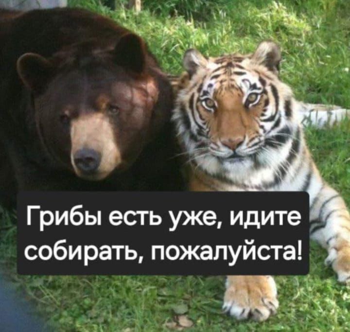 Грибы есть уже, идите собирать, пожалуйста!