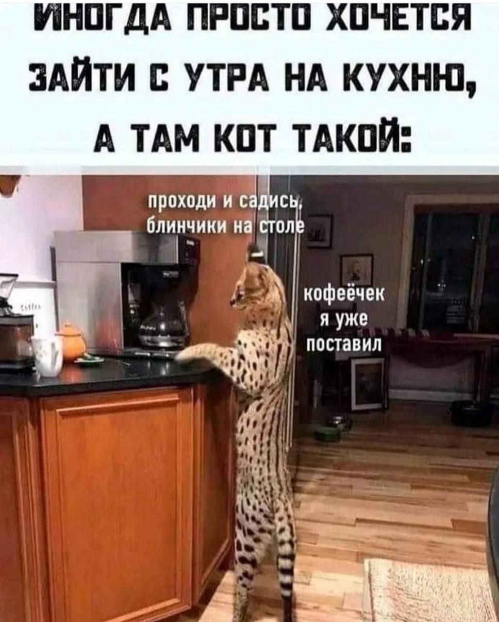 ИНОГДА ПРОСТО ХОЧЕТСЯ ЗАЙТИ С УТРА НА КУХНЮ, А ТАМ КОТ ТАКОЙ:
проходи и садись; блинчики на столе
кофеечек я уже поставил