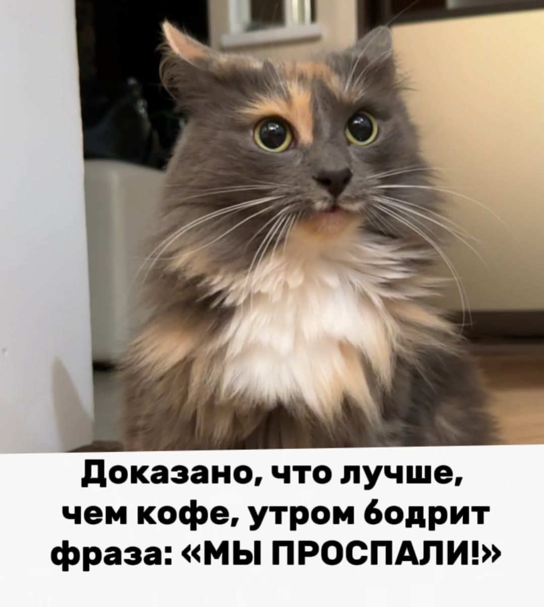 Доказано, что лучше, чем кофе, утром бодрит фраза: «МЫ ПРОСПАЛИ!»