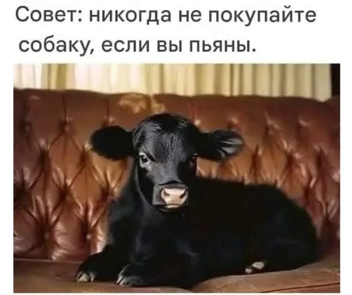 Совет: никогда не покупайте собаку, если вы пьяны.