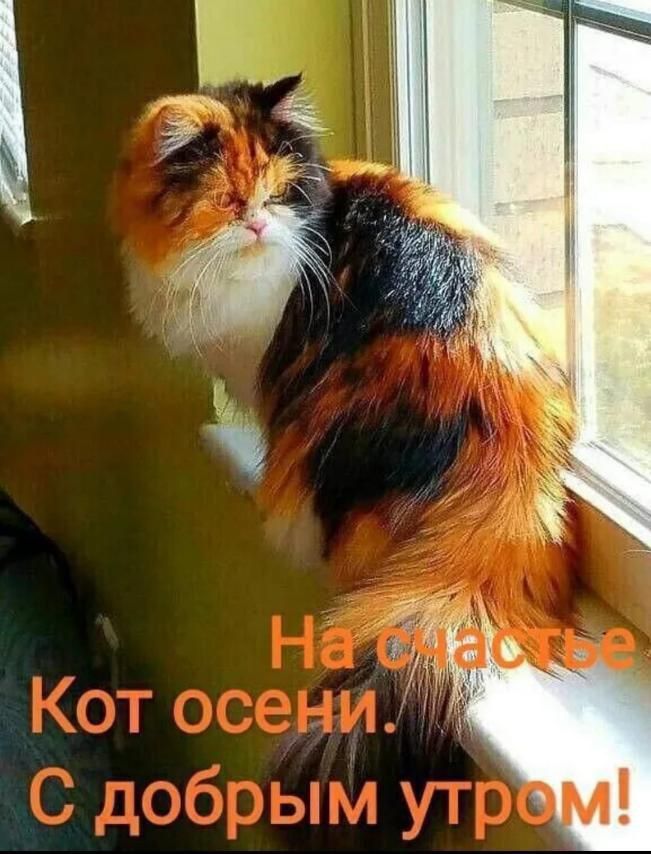 На счастье
Кот осени.
С добрым утром!
