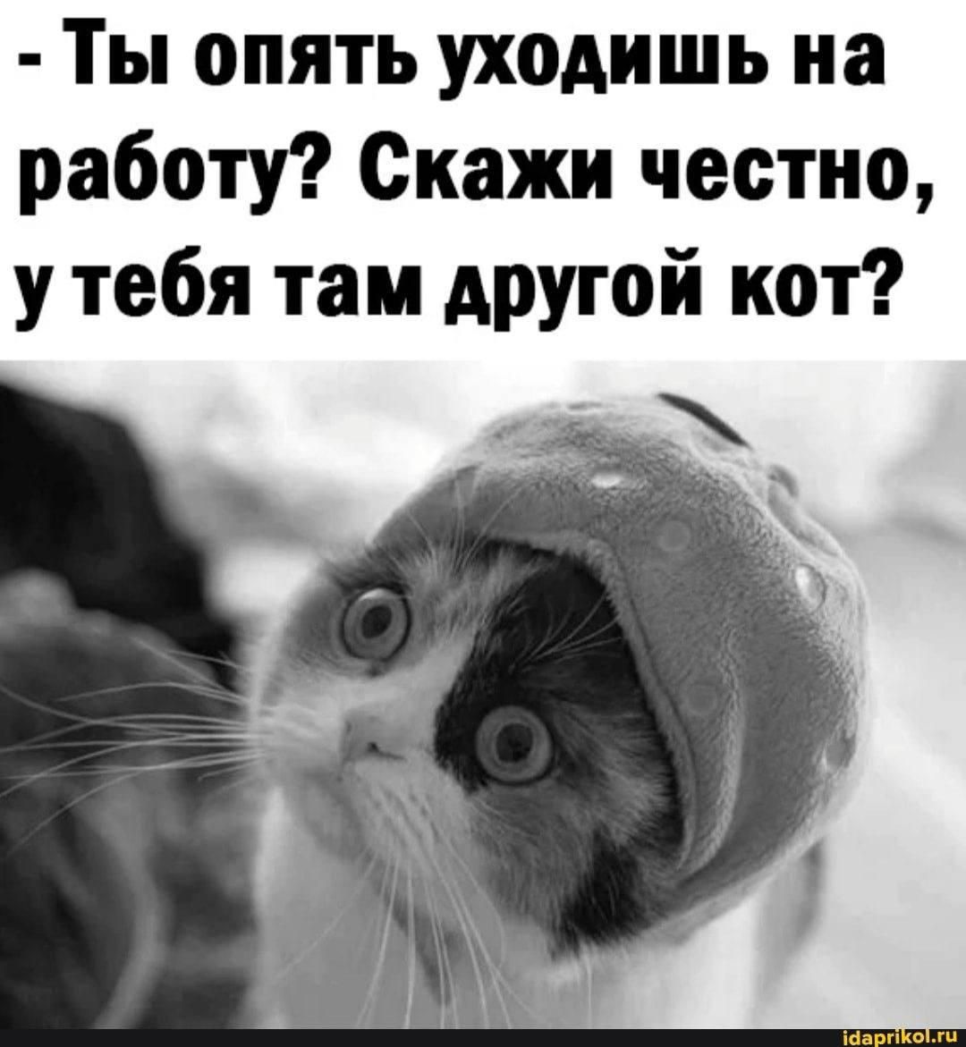– Ты опять уходишь на работу? Скажи честно, у тебя там другой кот?