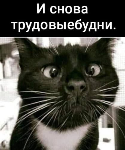 И снова трудовызебудни.