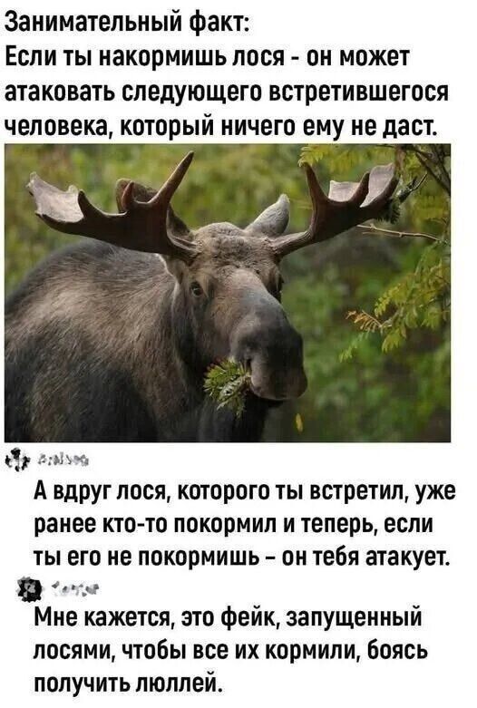 Занимательный факт:
Если ты накормішь лося - он может атаковать следующего встретившегося человека, который ничего ему не даст.

А вдруг лося, которого ты встретил, уже ранее кто-то покормил и теперь, если ты его не покормиш - он на тебя атакует.

Мне кажется, это фейк, запущенный лосями, чтобы все их кормили, боясь получить люлей.