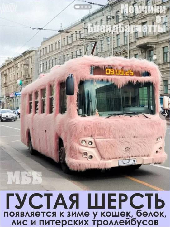 09:03:25\nГУСТАЯ ШЕРСТЬ ПОЯВЛЯЕТСЯ К ЗИМЕ У КОШЕК, БЕЛОК, ЛИС И ПИТЕРСКИХ ТРОЛЛЕЙБУСОВ