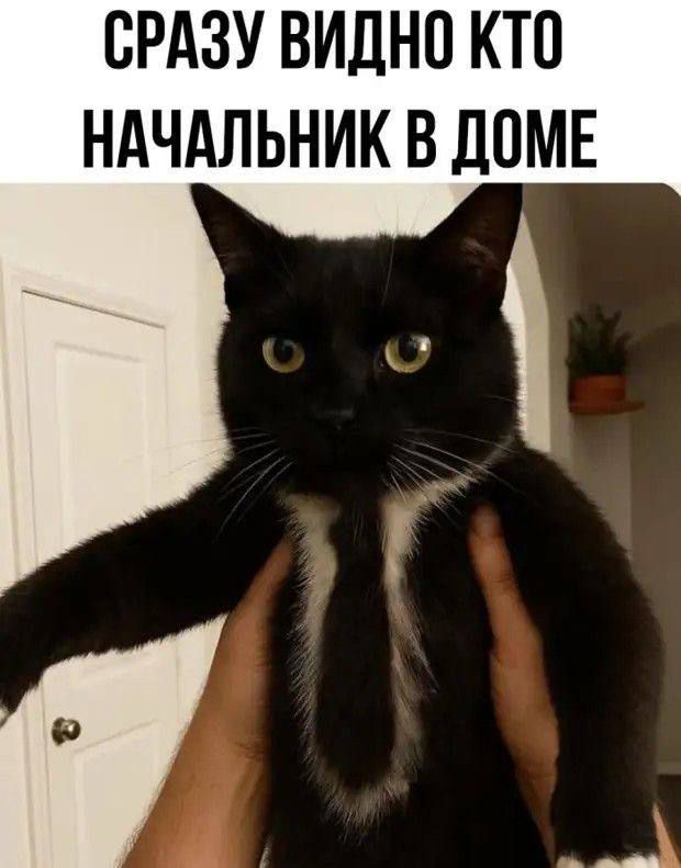 СРАЗУ ВИДНО КТО НАЧАЛЬНИК В ДОМЕ