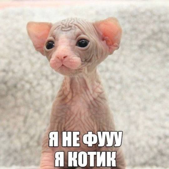 Я НЕ ФУУ Я КОТИК