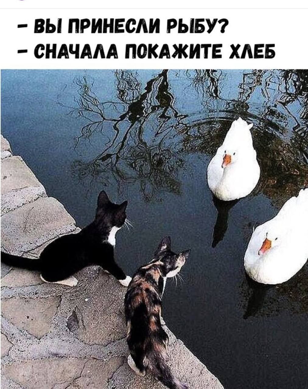 - вы принесли рыбу? - сначала покажите хлеб