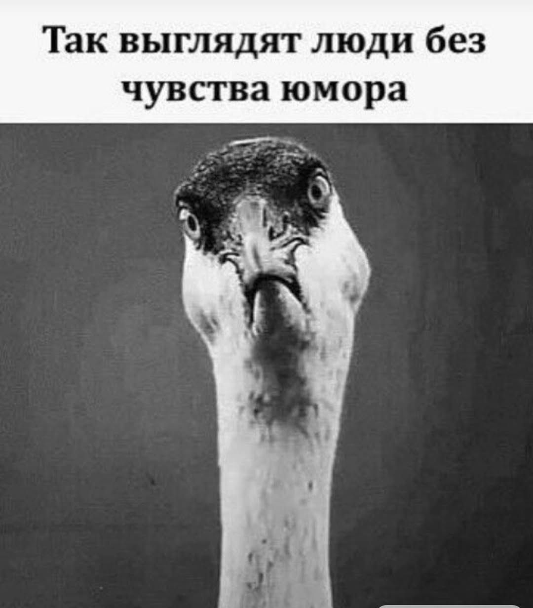 Так выглядят люди без чувства юмора