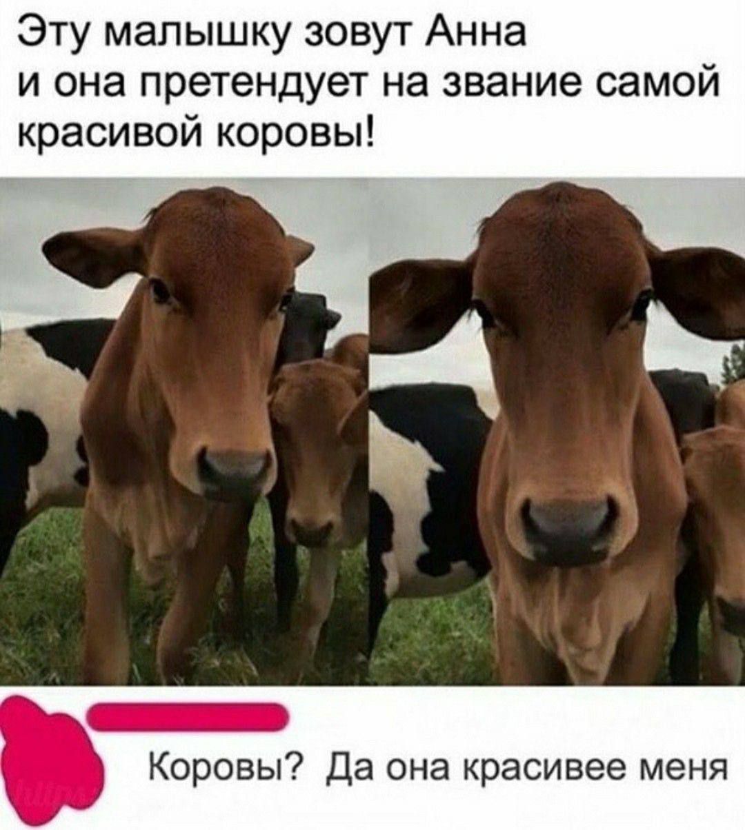 Эту малышку зовут Анна и она претендует на звание самой красивой коровы! Коровы? Да она красивее меня
